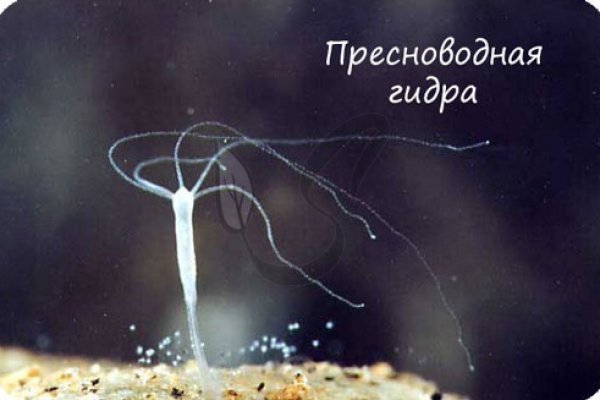 Кракен зеркало ссылка онлайн